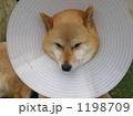 パラボナアンテナ犬 1198709