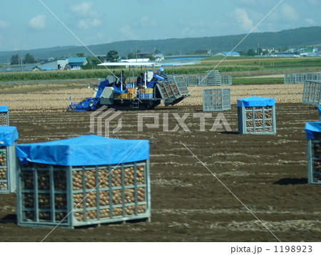 【KAZ】じゃがいもの収穫です 1198923