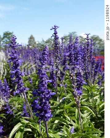 【KAZ】ラベンダー 1198924