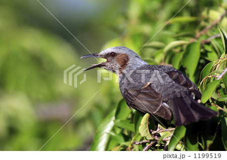 鳴くヒヨドリ 鳴くヒヨドリ 1199519