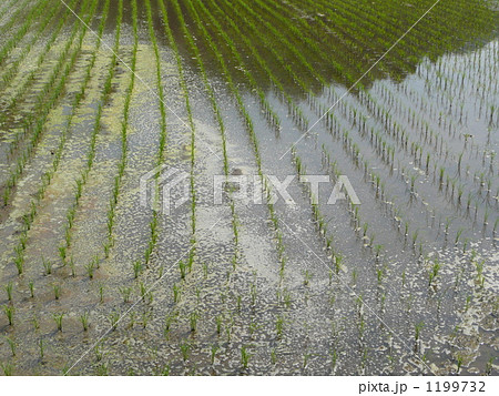 水田 水田 1199732