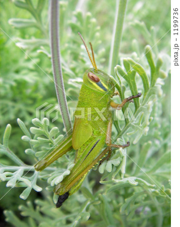 グリーングリーンバッタ 1199736