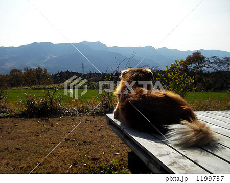 スローライフ 1199737