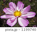 二重コスモス 1199740