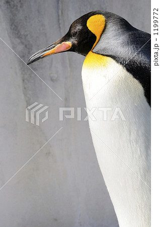 ペンギン 1199772