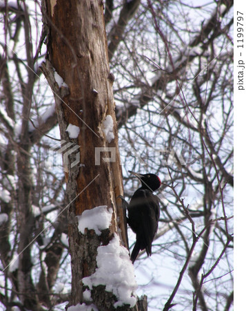 クマゲラの冬 1199797