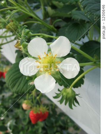 美しき苺の花 1200646