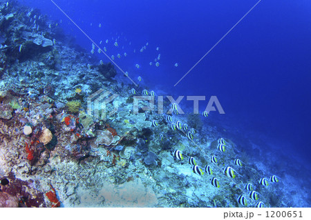 シパダン島のムレハタタテダイ 1200651