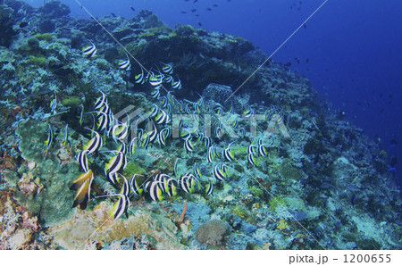シパダン島のムレハタタテダイ 1200655