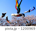 鯉のぼり舞い桜咲く 1200969