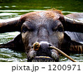 水牛の顔 1200971