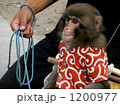 猿回し 1200977