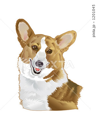 コーギー_V1 コーギー_V1 1201045