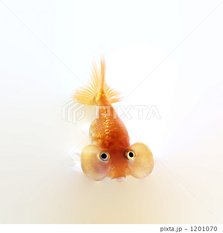 金魚　魚　夏　縁日　 1201070