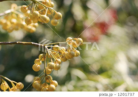 ピラカンサ 1201737