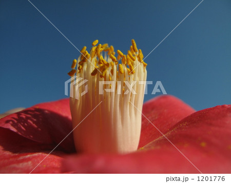 寒椿と青空 1201776