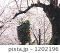 桜花と椿花 1202196