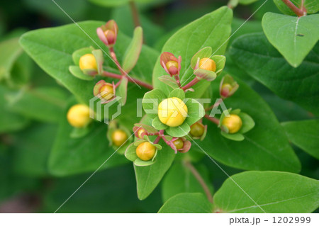 ヒペリカムの蕾 ヒペリカムの蕾 1202999