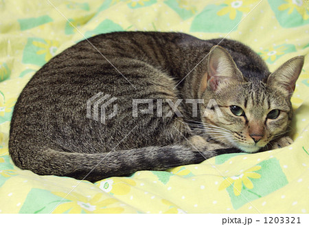 雑種猫「ブラウンタビー」の写真素材 [1203321] - PIXTA