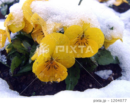 雪に埋まった稲毛海岸公園の黄色のパンジーの写真素材