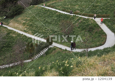 越前海岸の水仙 越前海岸の水仙 1204139