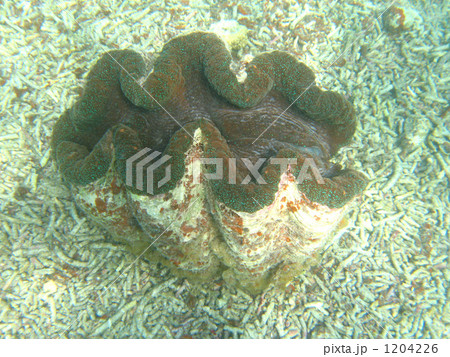 シャコ貝　28 1204226