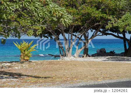 海と木　330 1204261