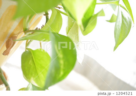 ポトス ポトス 1204521