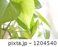 ポトス 1204540