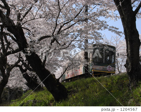 嵐電の桜のトンネル 嵐電の桜のトンネル 1204567