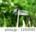 1204583