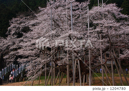 薄墨桜 1204780