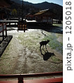 1205018