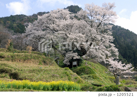 仏隆寺の桜 仏隆寺の桜 1205521