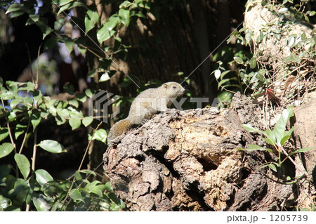 散歩するリス 1205739