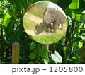 象 1205800
