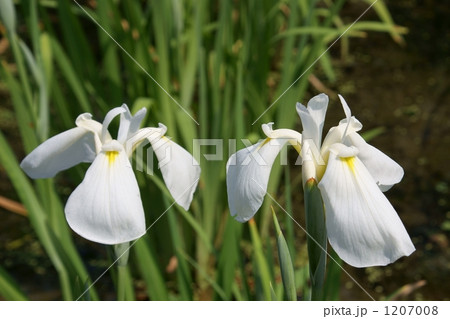 花菖蒲 白花野花菖蒲 花菖蒲 白花野花菖蒲 1207008