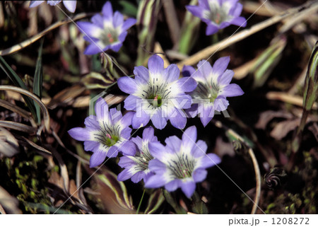 霧島のハルリンドウ 1208272