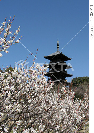 春の訪れとともに、梅の花の咲く吉備路。ひときわ聳える五重塔が印象的 1208911