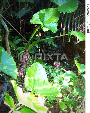 ジャングルに潜むイリオモテヤマネコ ジャングルに潜むイリオモテヤマネコ 1208924