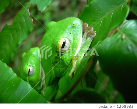 カエルの親子 1208932