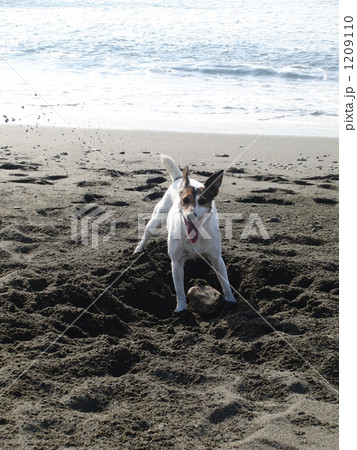 白犬 穴掘り ジャックラッセルの写真素材