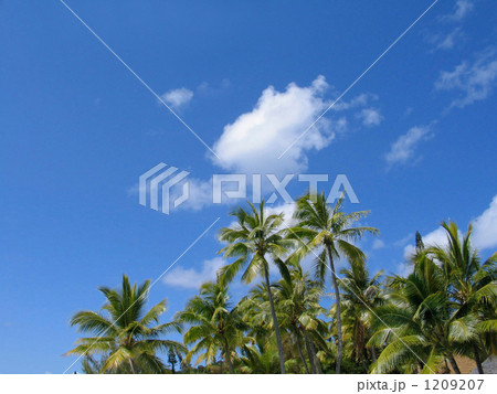 青空とヤシの木の南国イメージ 1209207