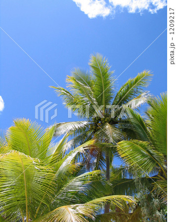 青い空に向かうヤシの木の南国イメージ 1209217
