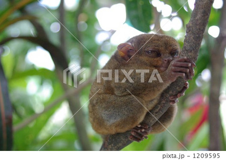 フィリピンに生息するメガネザル、ターシャ 1209595