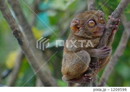 フィリピンに生息するメガネザル ターシャの写真素材