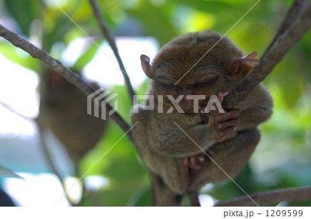 フィリピンに生息するメガネザル、ターシャ フィリピンに生息するメガネザル、ターシャ 1209599