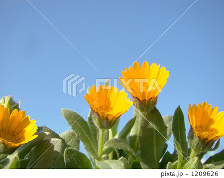 カレンデュラ 1209626