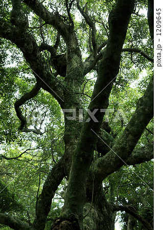 森の大木 森の大木 1209645
