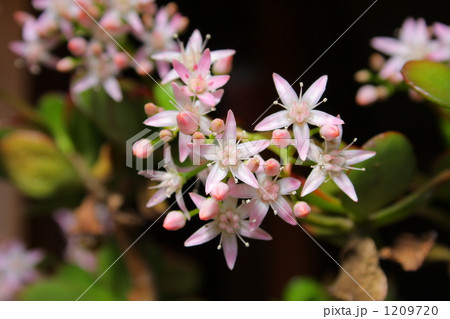 金のなる木　開花 1209720